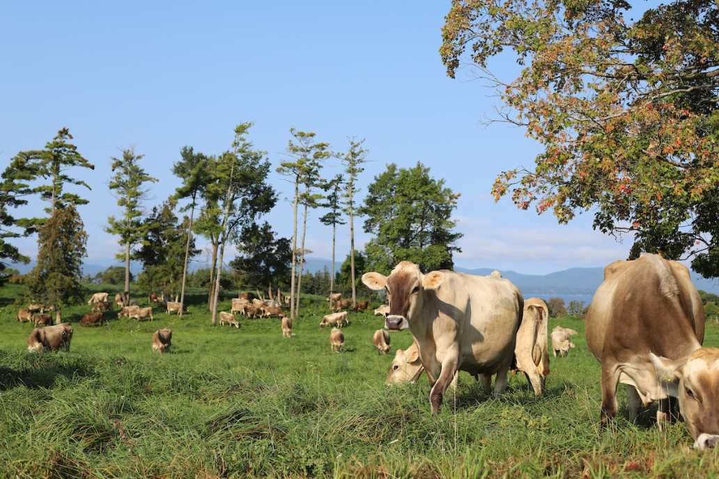 Cows grazing in a sunny pasture with scattered trees and a clear blue sky.