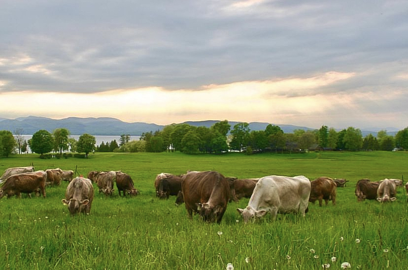 brown swiss cows grazing in a field with lake and mountains in the distance