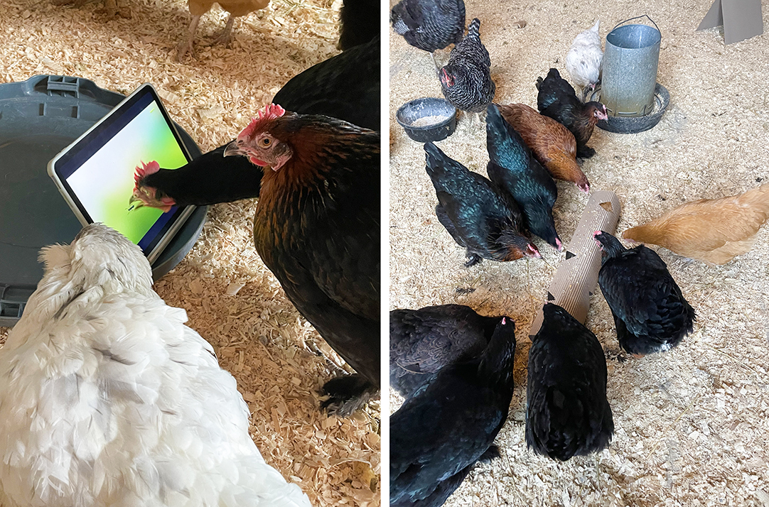 Left: chickens pecking at a computer screen; right: chickens pecking at a roll of cardboard 