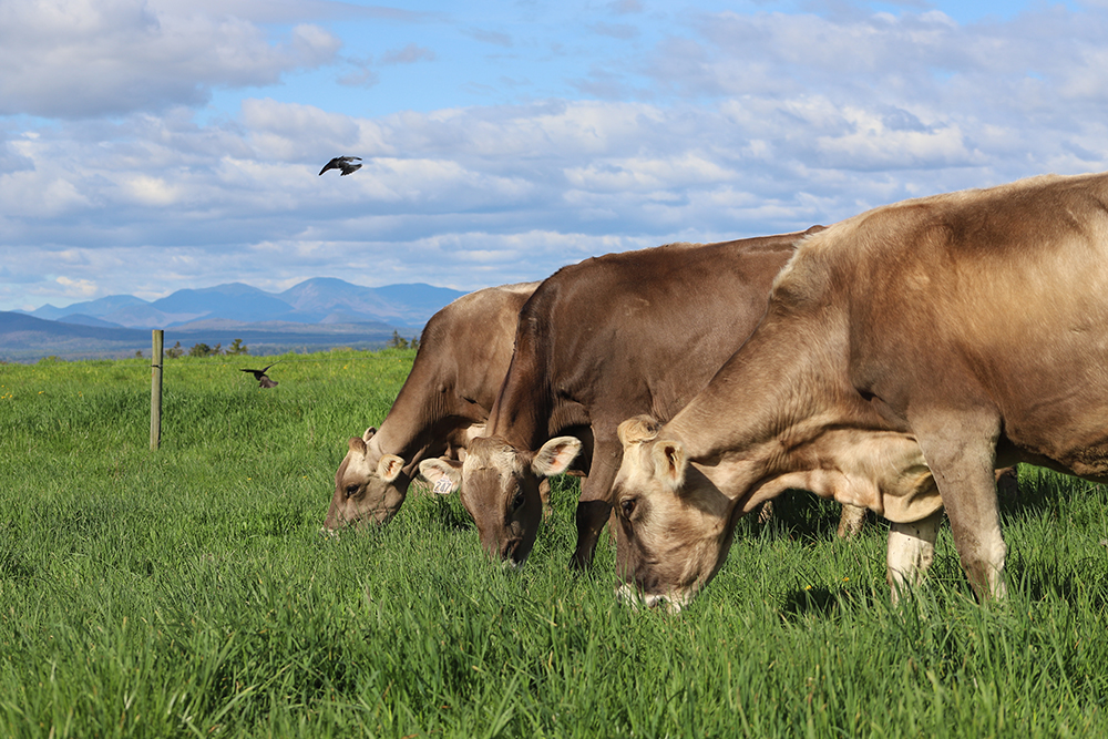 close up of three cows grazing with a bird flying near them, and mountains with blue skies and clouds behind them.