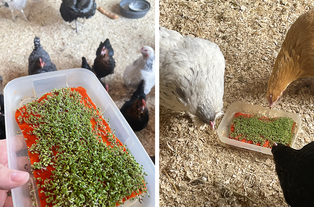 chickens pecking at a container of sprouted chia seeds