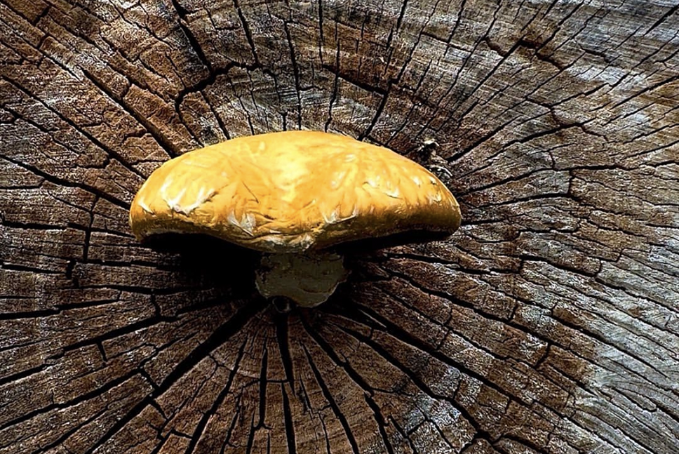 yellow shelf mushroom on the butt end of a cut log