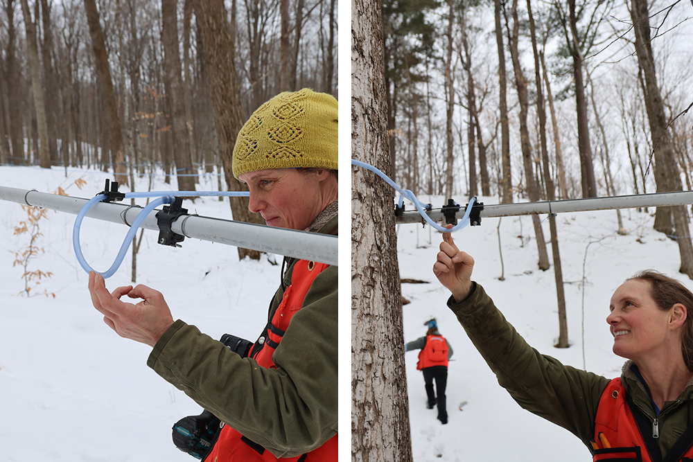 two photos, both showing woman in orange vest pulling on a loop of sugaring tubing in snowy woods