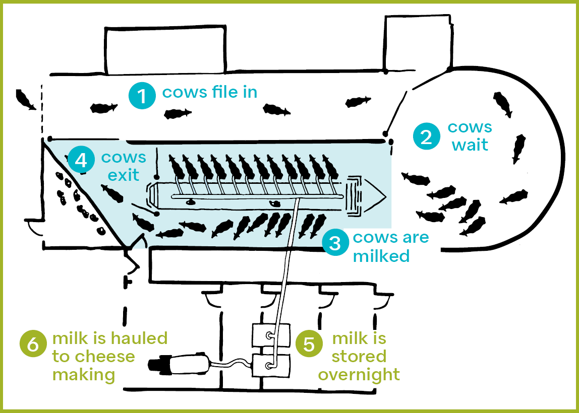 aerial illustration of milking parlor showing how cows move through it.