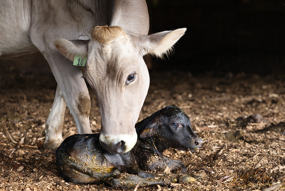 dark newborn calf on ground being nuzzled by Brown Swiss cow mother