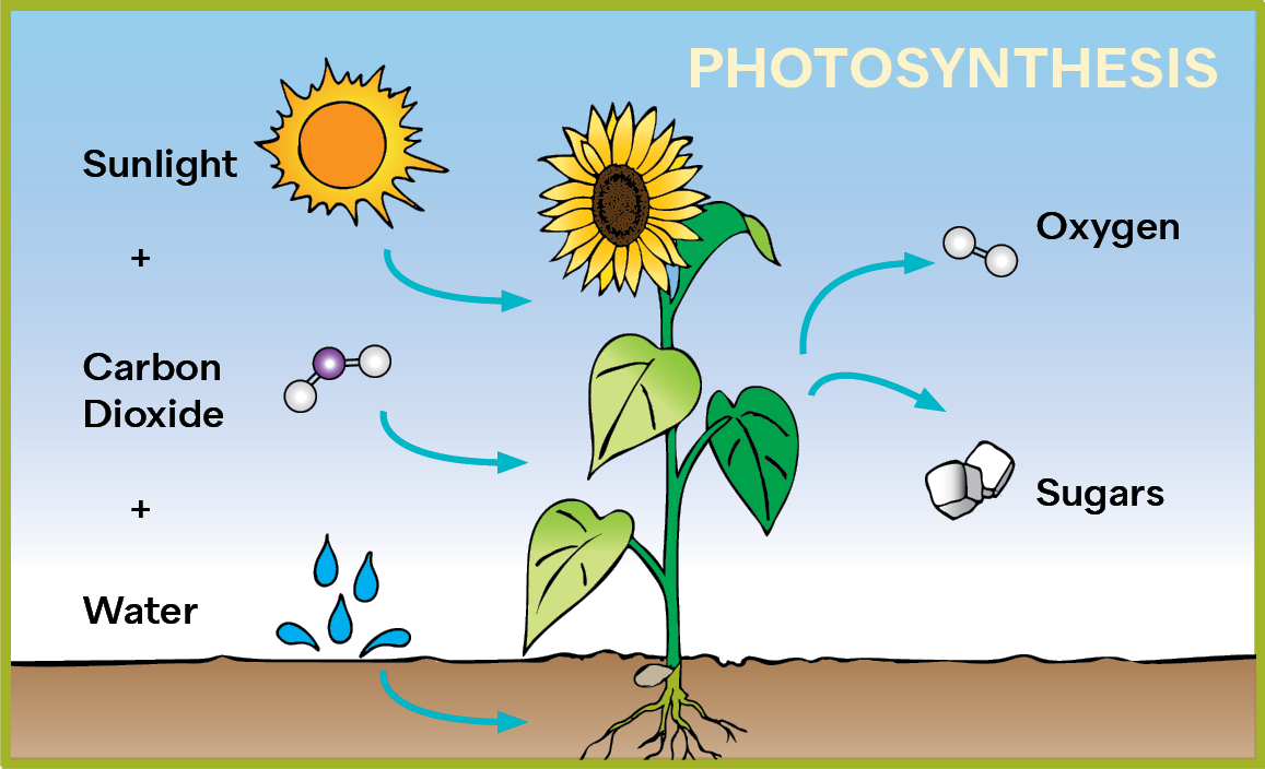 illustration of how photosynthesis works with sunflower at center