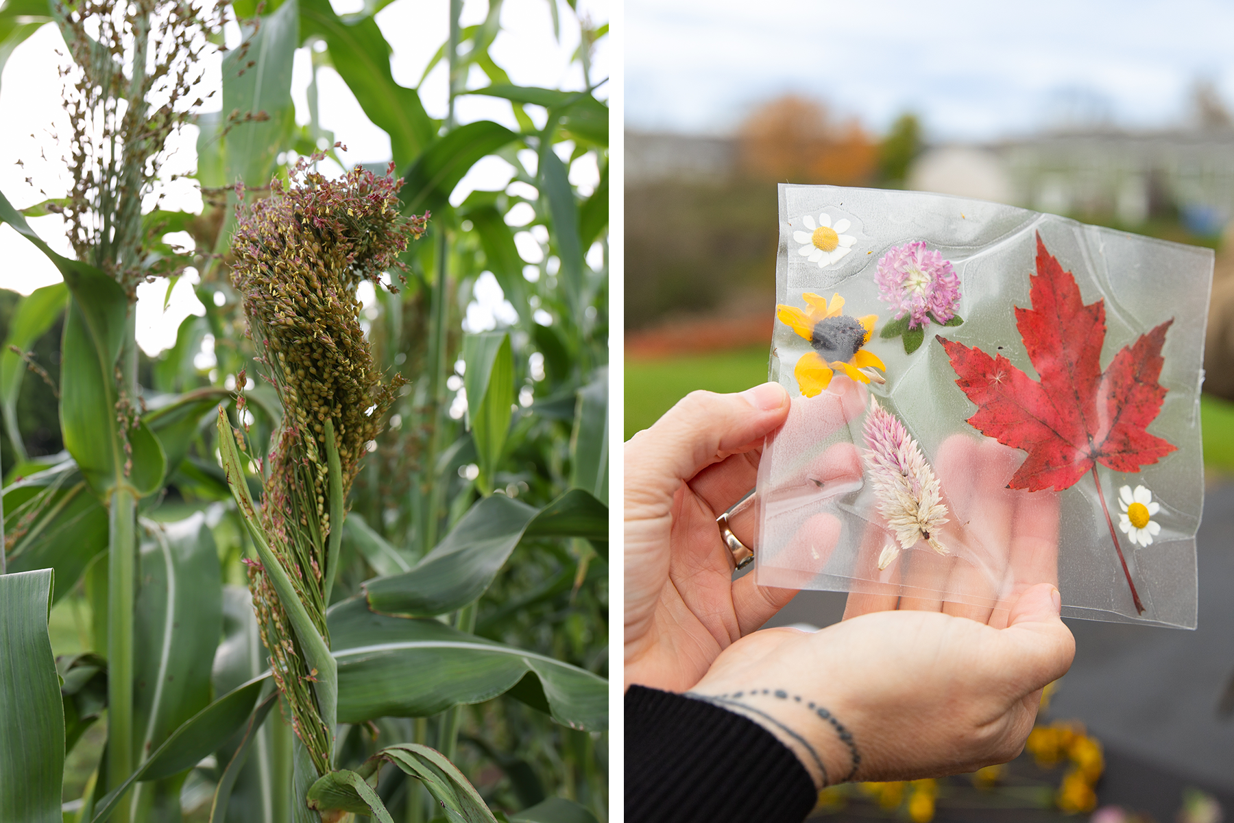 Broom corn (left) forms long, fibrous tassels. Pressing flowers and leaves between sheets of contact paper (right) is an easy craft for all ages.