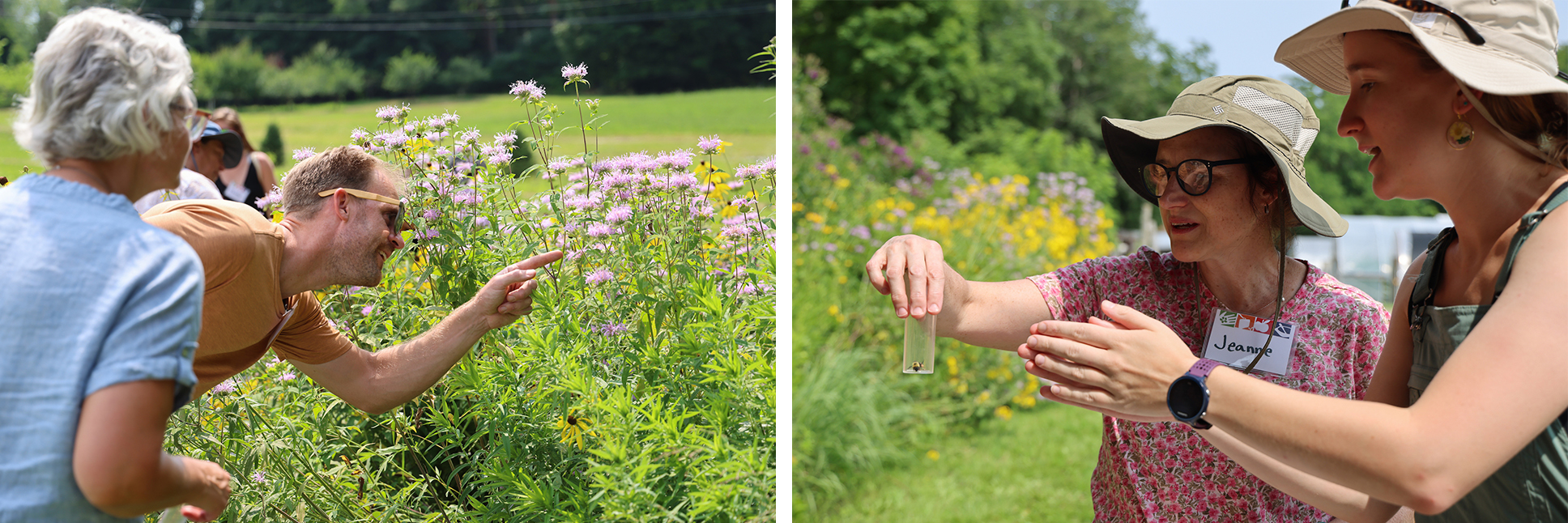 A collage of two images: Two adults smile while looking at a pollinator garden in summertime, and two adults inspect a bee in a vial