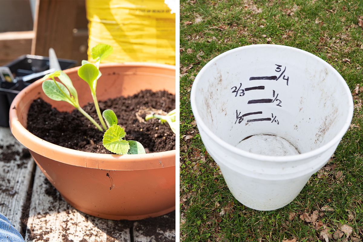 Left image shows a terracotta pot with young green squash plants growing in dark soil. Right image features a white plastic bucket with measurement lines and fractions marked inside.
