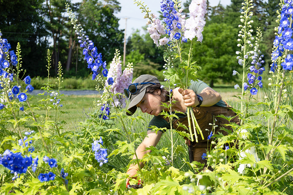 woman in overalls and cap cutting blue and white delphiniums in a garden