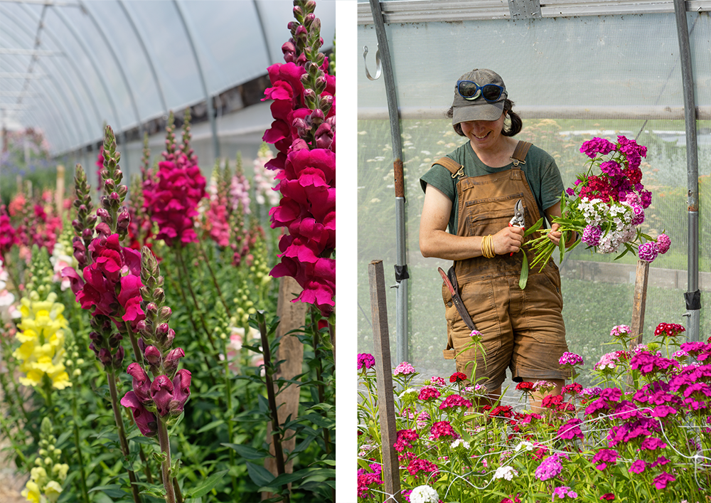 two photos: closeup of snapdragon flowers inside a hoop house. And a woman in short overalls and cap cutting sweet william flowers inside a hoop house.  