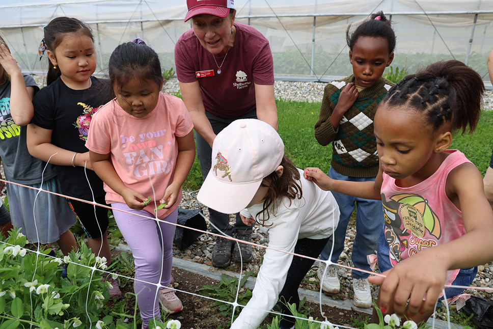 Young students and an educator pick snow peas in a garden
