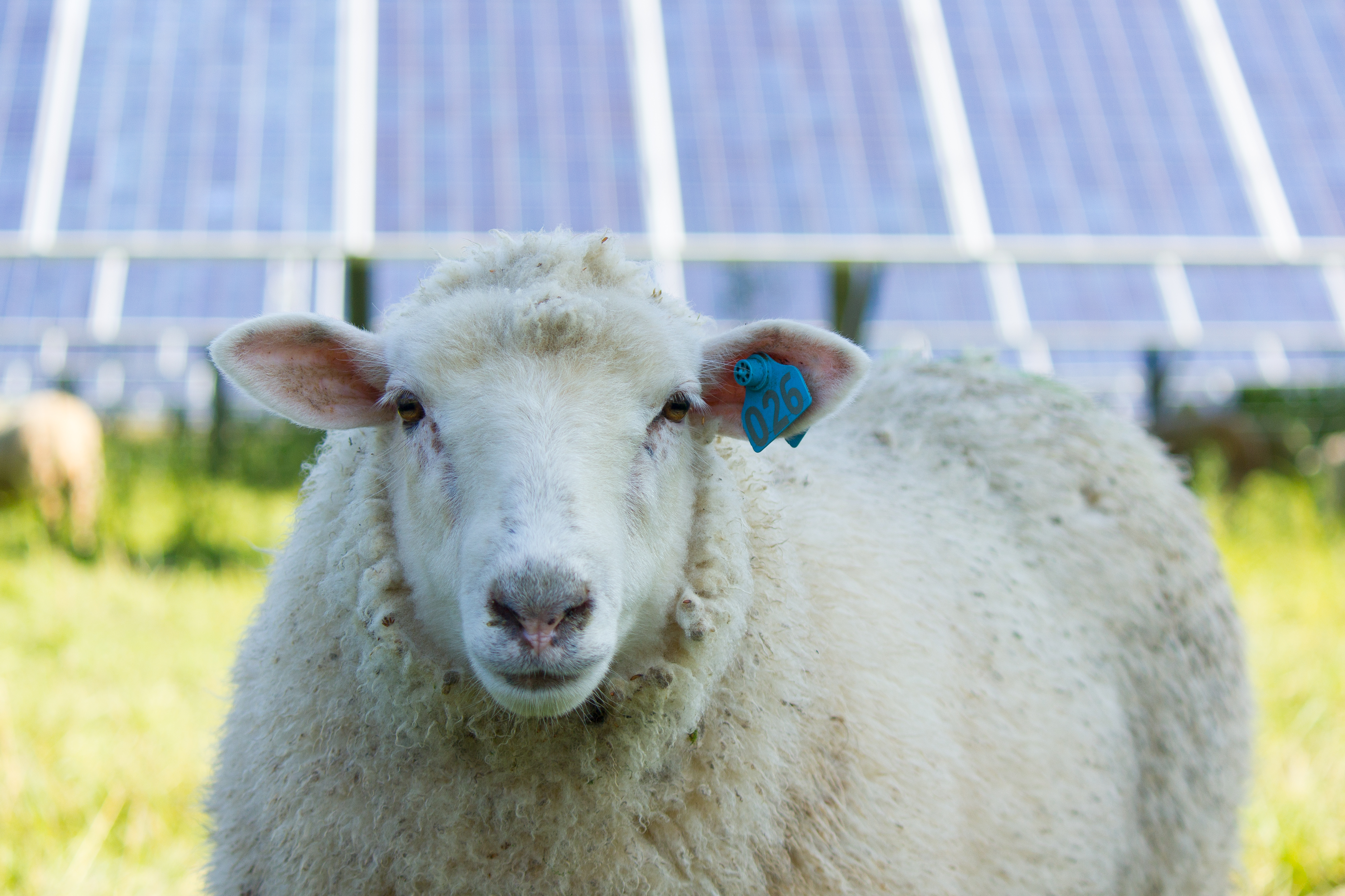 Sheep near solar panels