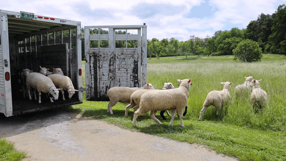 Sheep leap out of a trailer and head into a lush pasture.