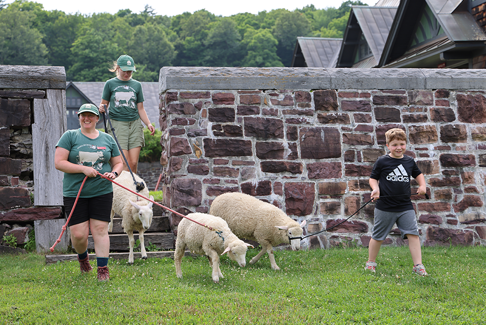boy and young women lead sheep through cut in brick wall of Farm Barn and out to pasture