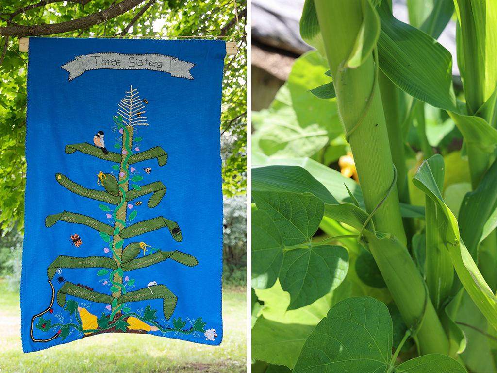 Two images. On left a tapestry depicting a three sisters garden hangs from a tree. On right a bean vine winds up a corn stalk