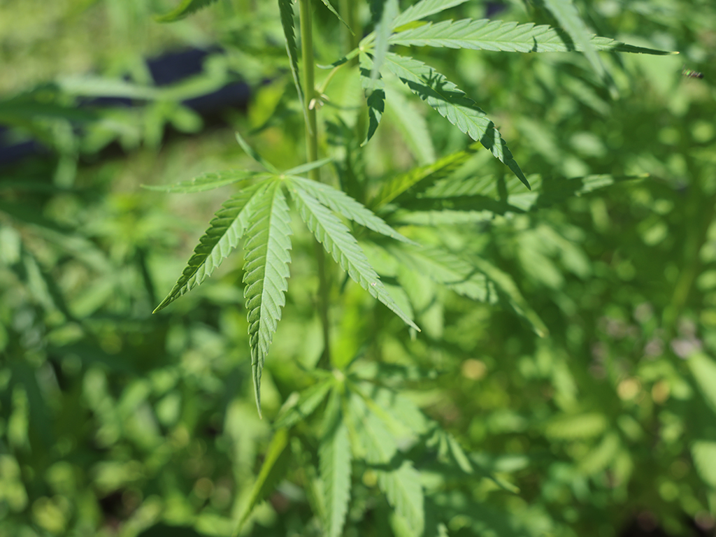 A closeup of a hemp plant