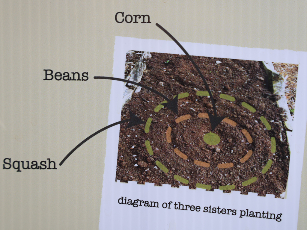 A diagram of a three sisters planting