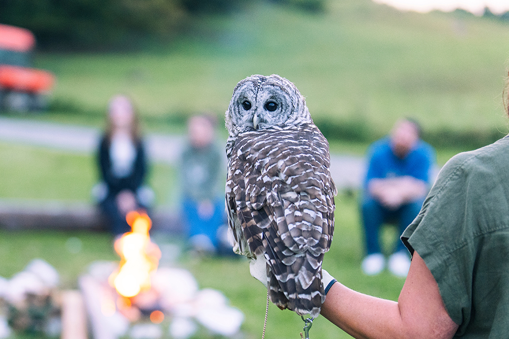 close up of a barred owl on a person's gloved hand.  The owl's body is facing away from the camera but it's head is pivoted towards the camera.