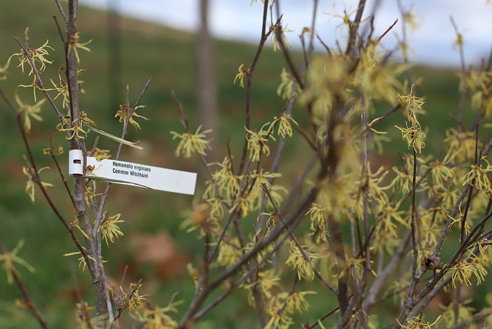 close up of witch hazel shrub in bloom, with label attached to the shrub stating both its latin and common name