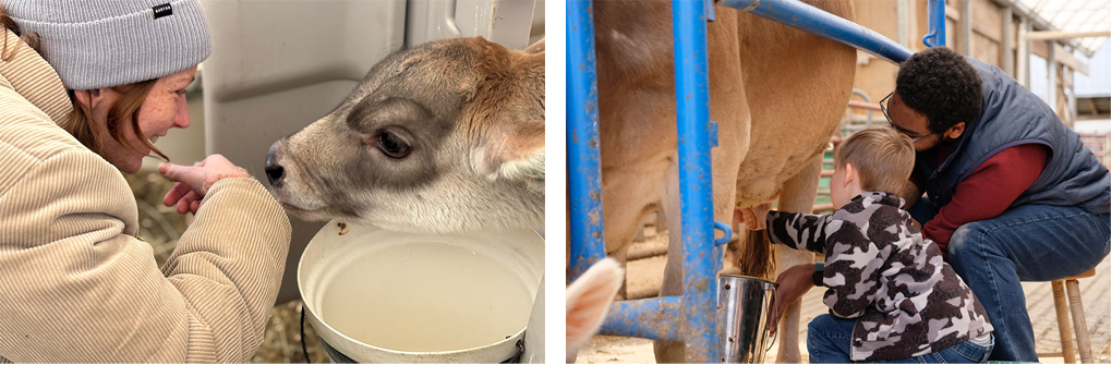 2 photos: close up of young woman smiling into the face of a calf. Second photo: man shows young boy how to hand-milk a cow