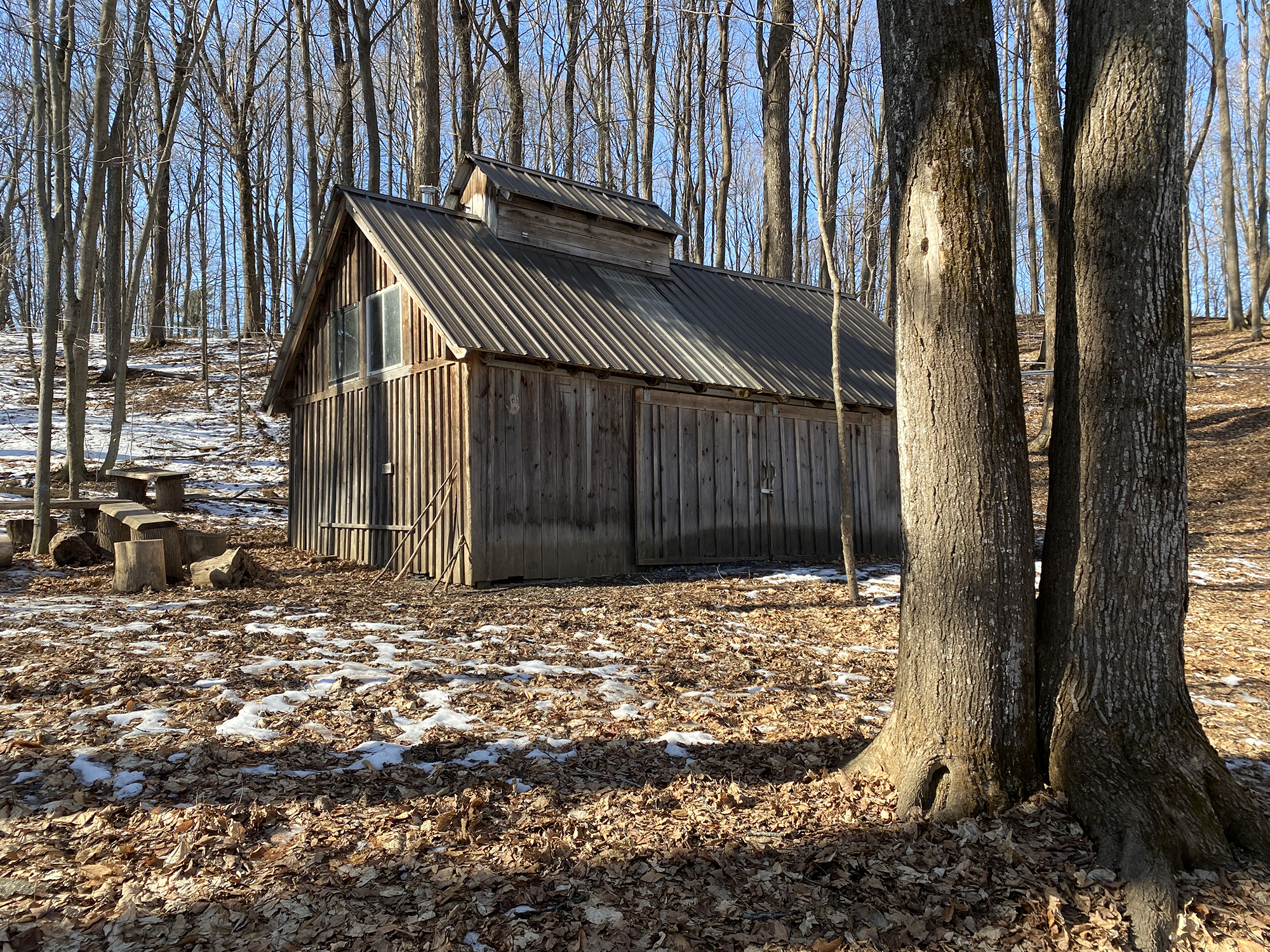 exterior of small sugarhouse with foreground maples and blue skies through the woods