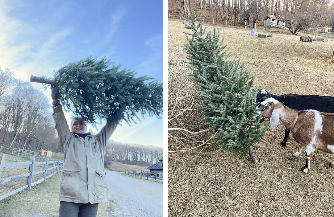 Left: woman holds a discarded christmas tree over her head; right: two goats eating the same tree
