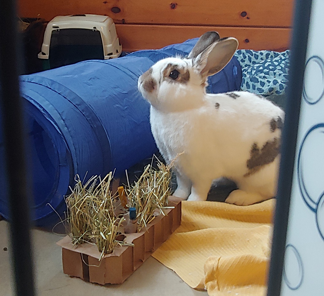 white and brown spotted rabbit behind a cardboard box filled with straw