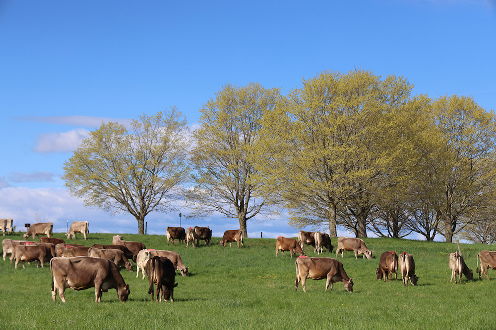 a bunch of brown cows grazing green pastures in front of a row of trees that are just leafing out in May, with blue skies in the background.