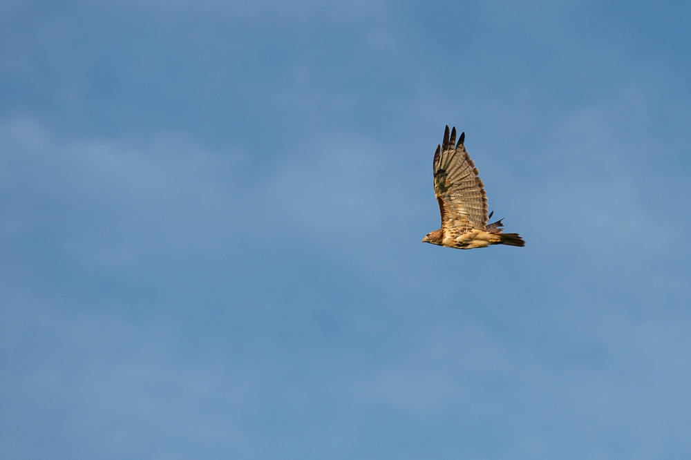 Hawk flying in air