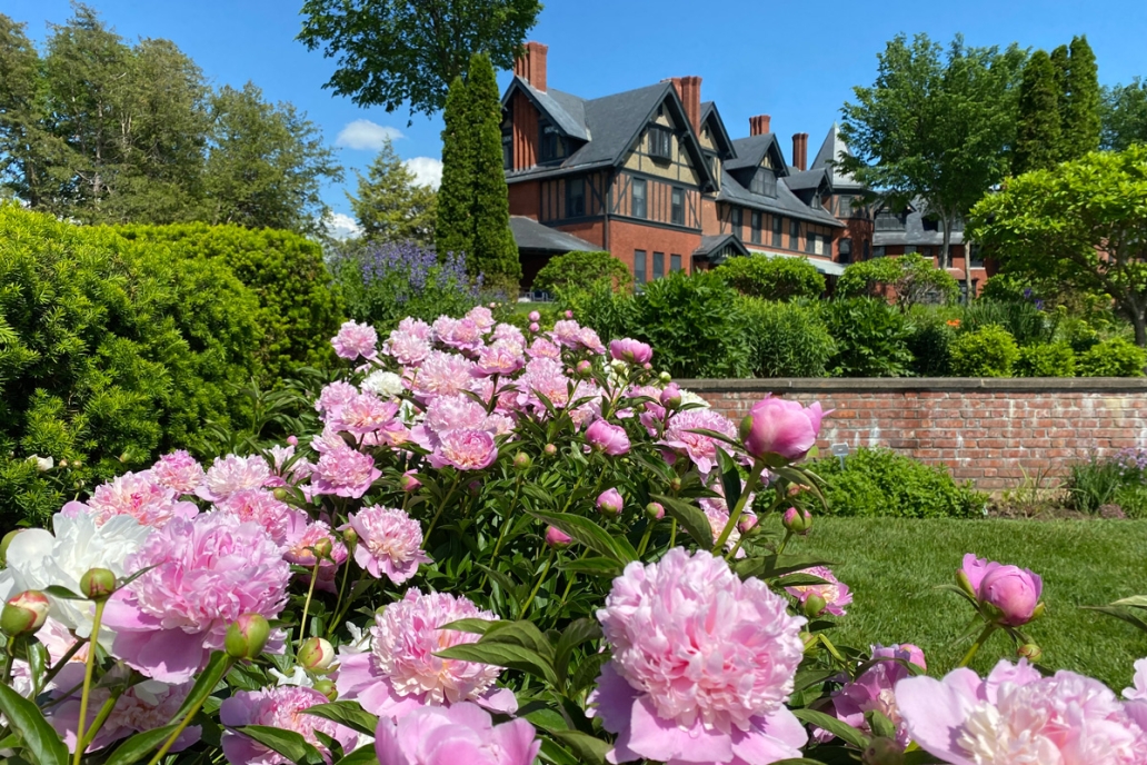The Shelburne Farms Inn seen from the flower gardens, pink peonies in the foreground.