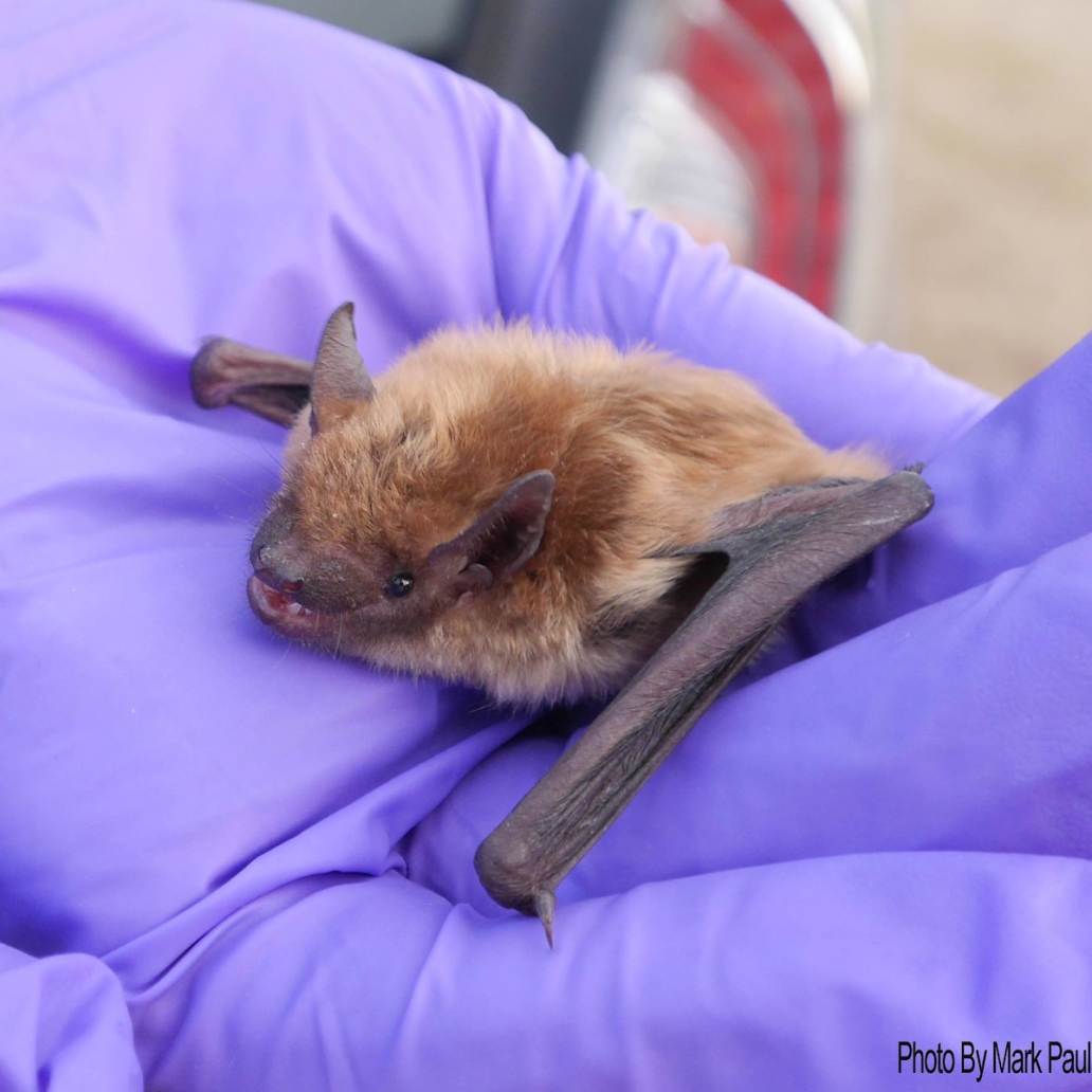 bat in hand