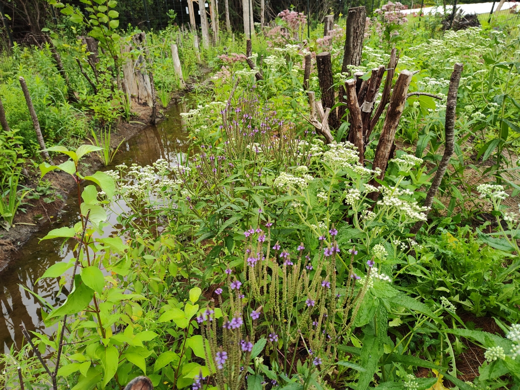 Riparian Buffer
