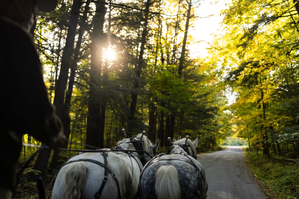 First person perspective of a draft horse driver driving two white horses on a forested road.