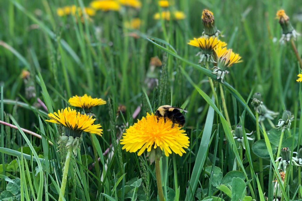 dandelion in grass with bee
