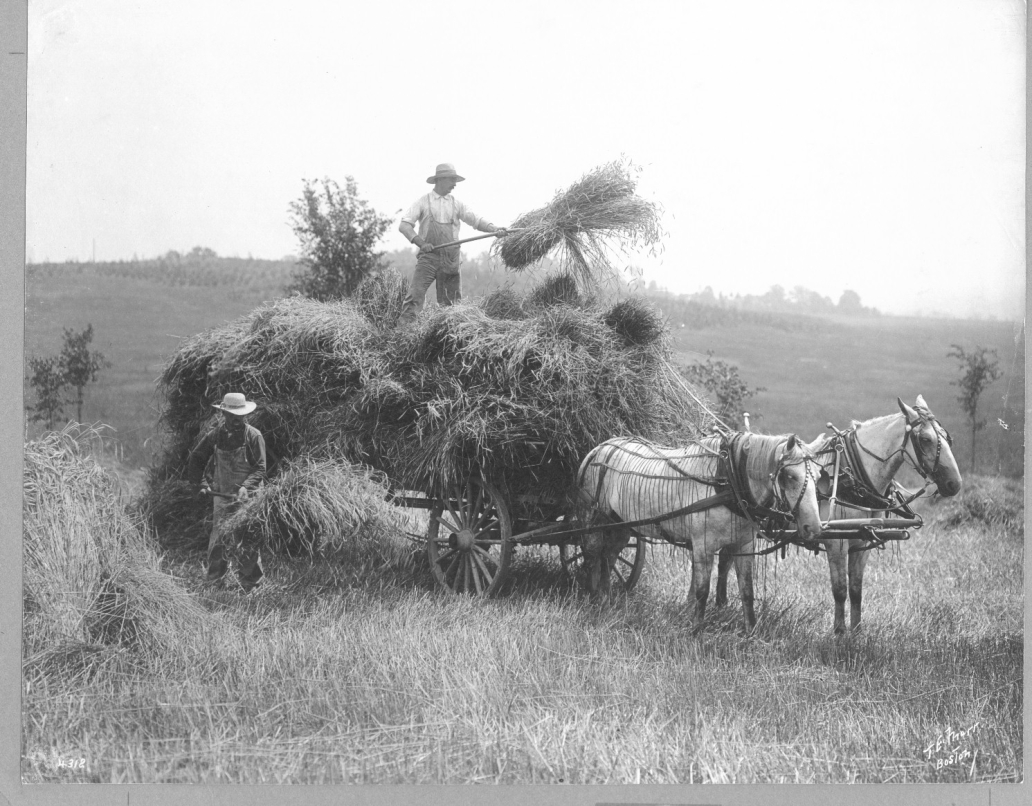 historic photo of wagon of hay pulled by two white horses, and a man pitching hay on top of wagon