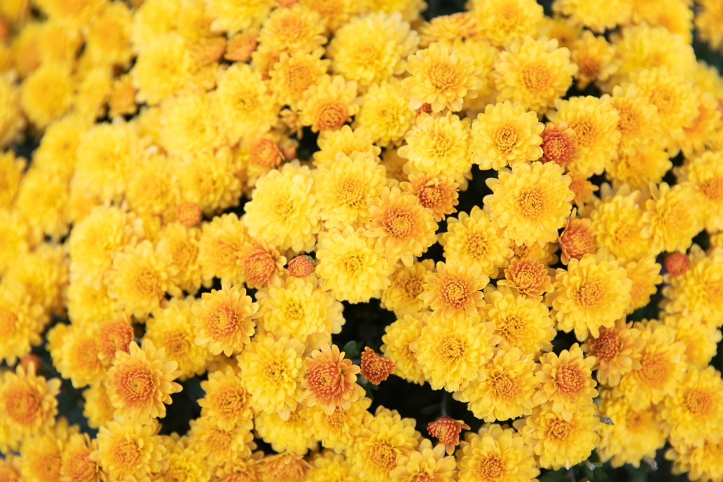 yellow flowers