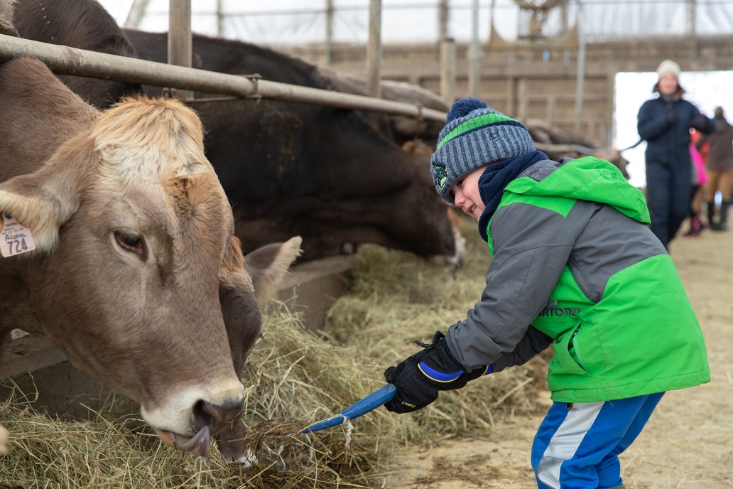 Boy shoveling hay toward a cow in a barn setting