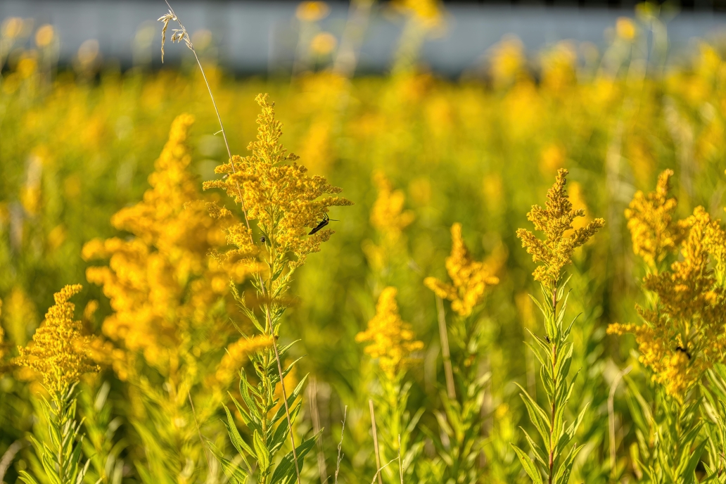goldenrod 