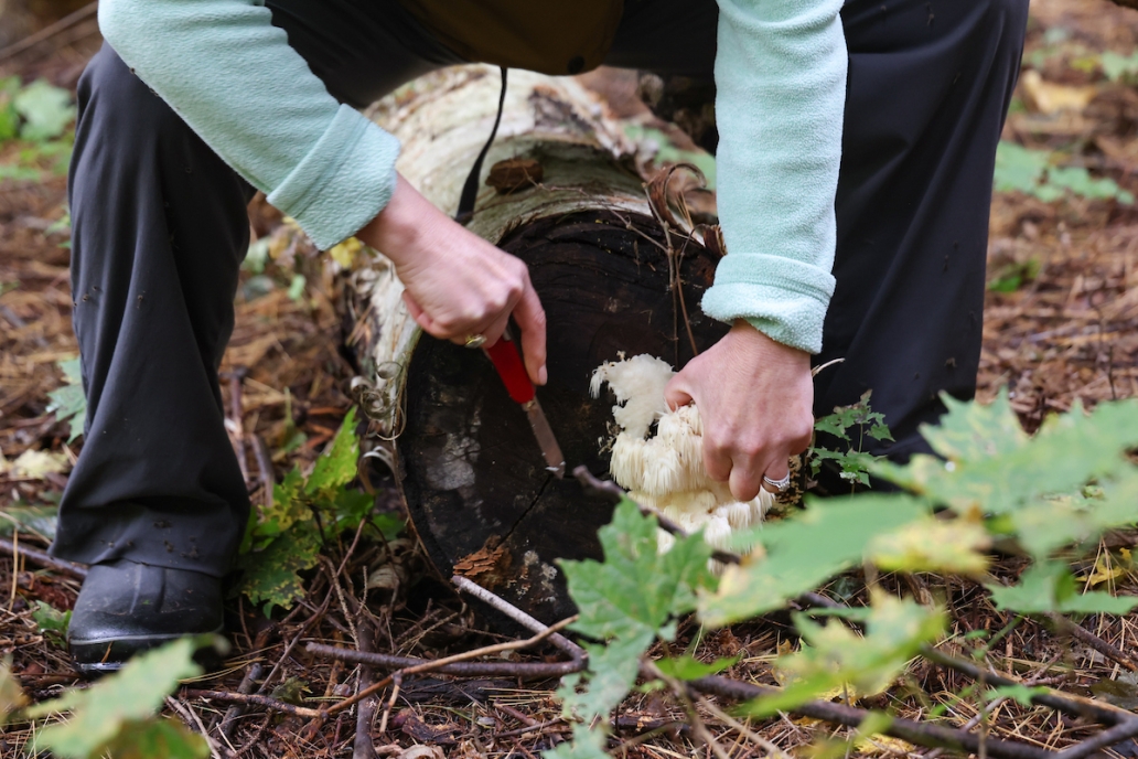lions mane harvesting 