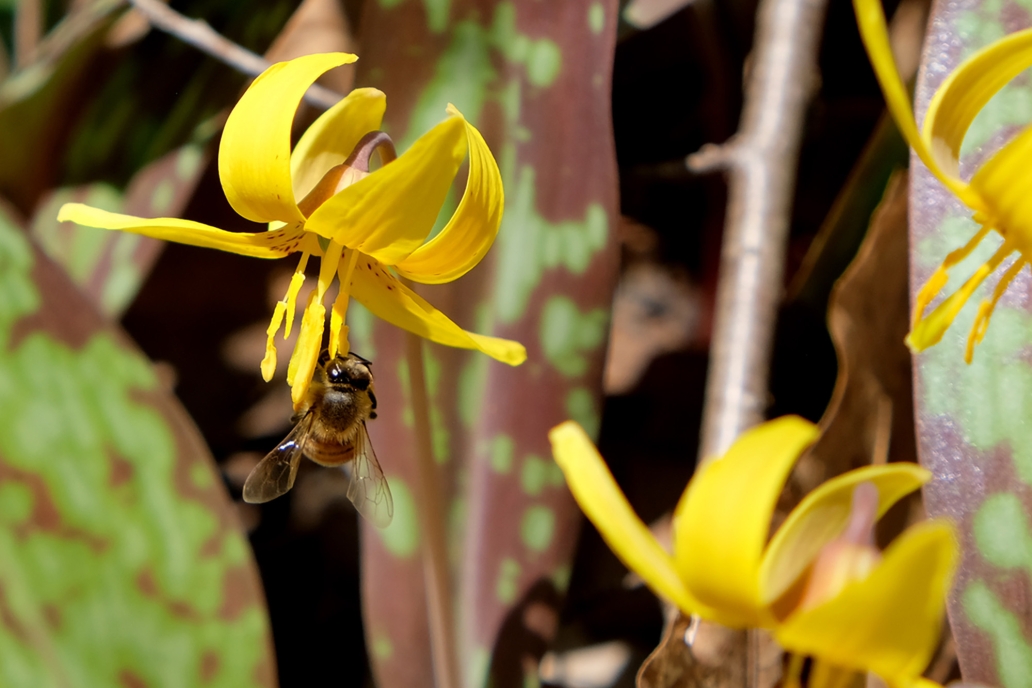 Ephemerals pollinator