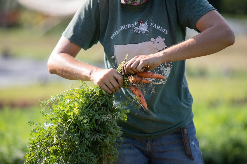 gardener picking carrots at the Market Garden