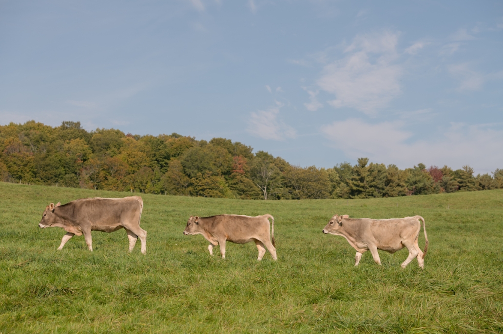 three cows walking in field