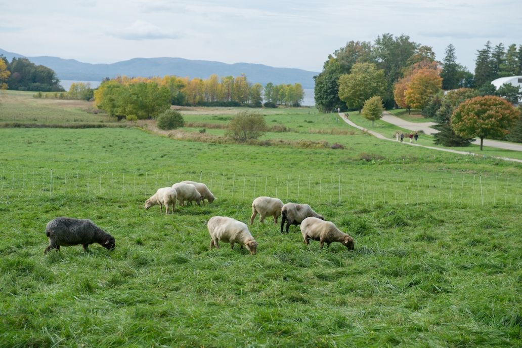 sheep grazing along path