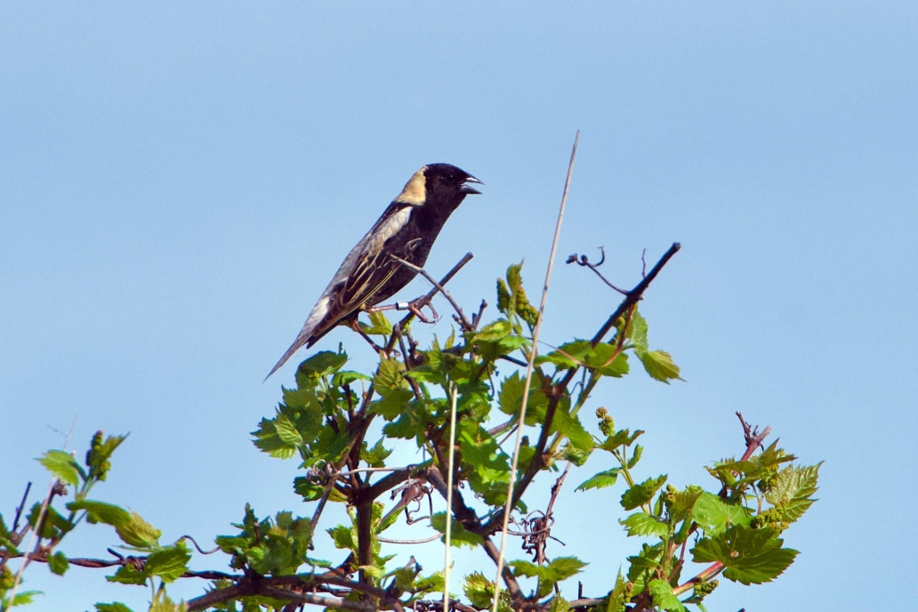 bird in tree
