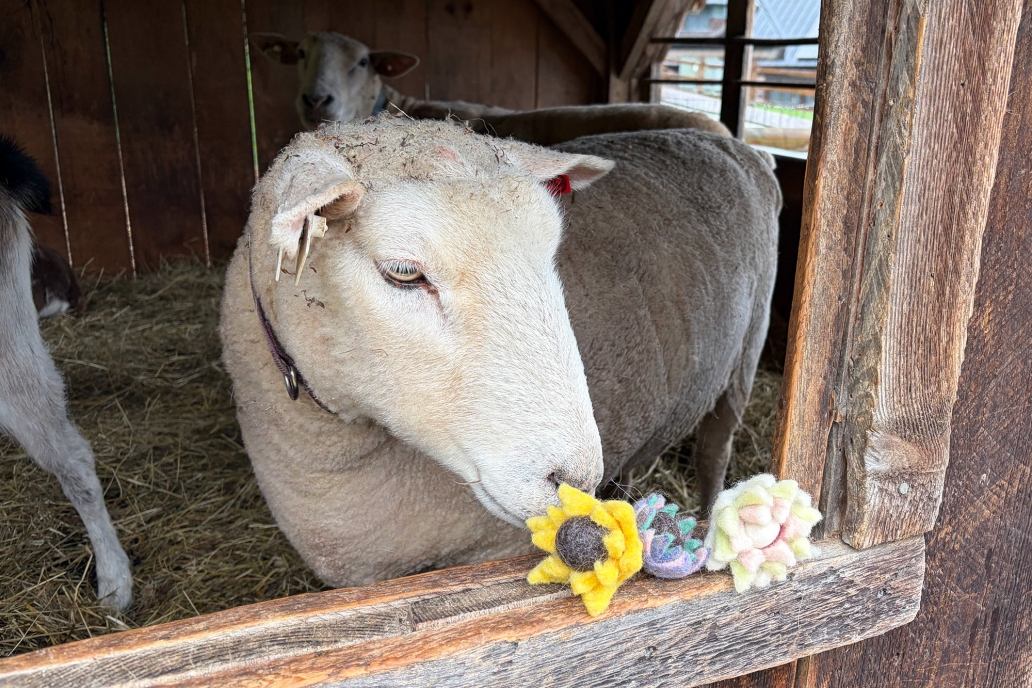 sheep with felted flower