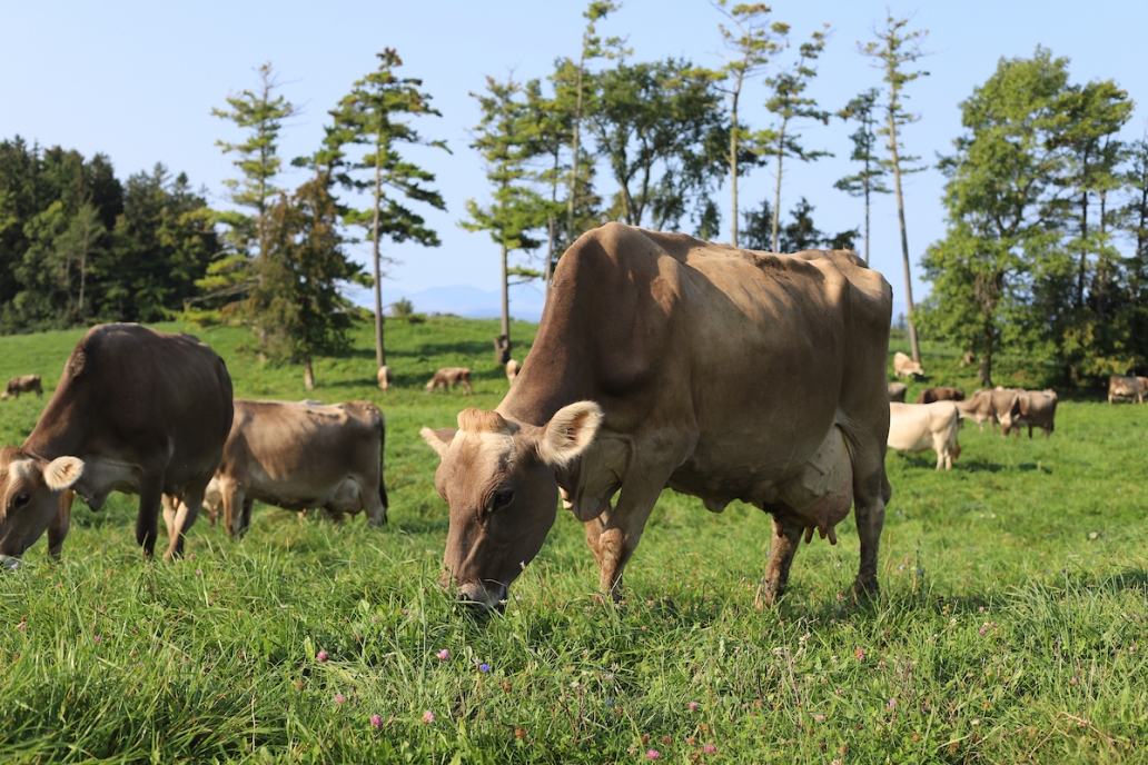 cows out to pasture