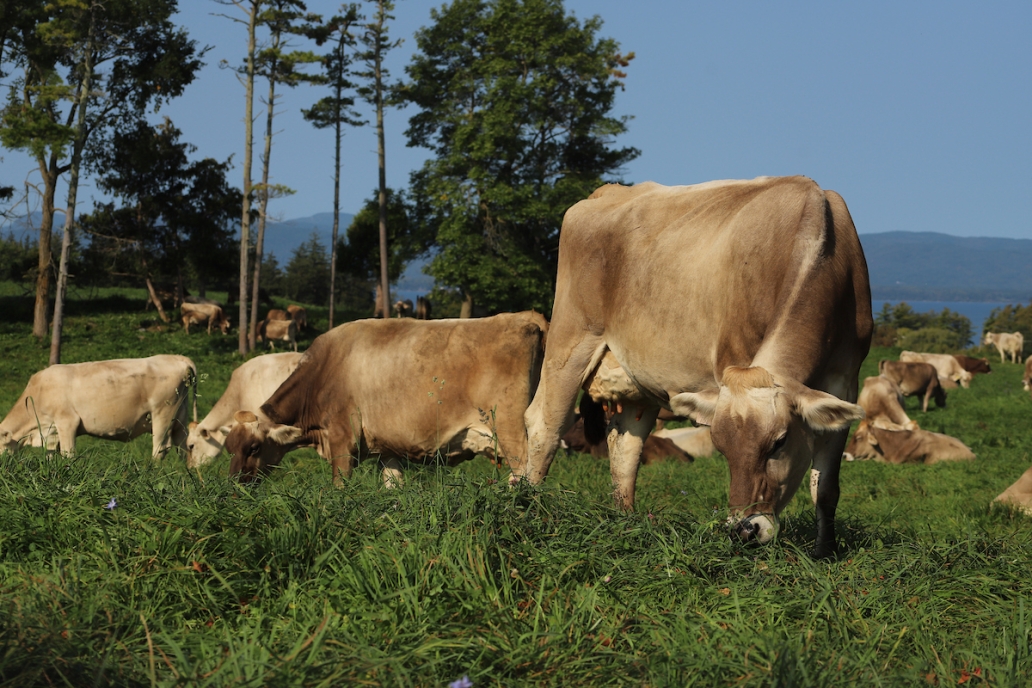 cows in pasture