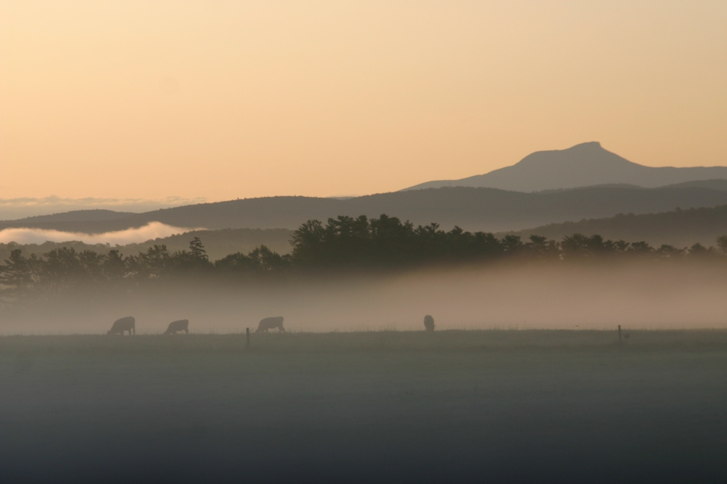 Mo's photo of cows