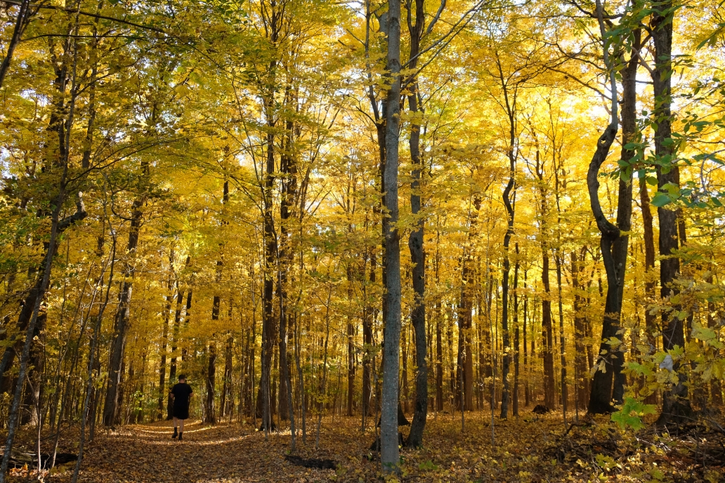 person walking in fall foliage 